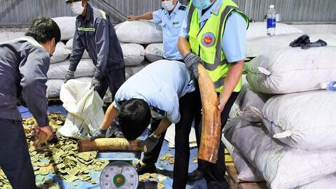 Hơn 6,6 tấn hàng nghi là ngà voi và vảy tê tê bị bắt tại cảng Tiên Sa