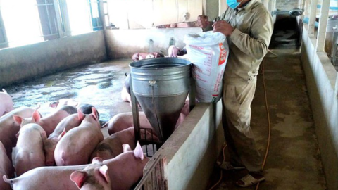 Giá thức ăn chăn nuôi tăng cao, người nuôi lỗ nặng