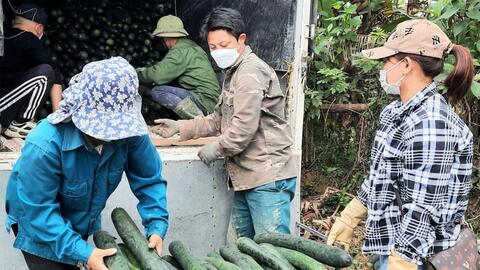 Nông dân ở Nghệ An phấn khởi vì quả bí xanh được mùa, được giá