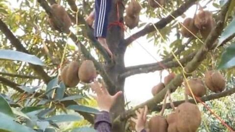 Sầu riêng nhưng lại không có gai: Kết quả sau 12 năm nỗ lực của các nhà khoa học Indonesia