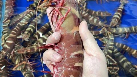 Loại tôm giá 950k/kg, đắt hơn cả tôm hùm được nhiều người "săn lùng" về thưởng thức