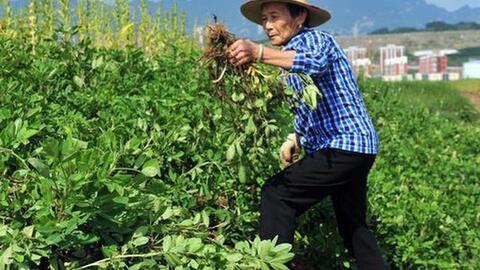 Kỳ lạ nông dân Trung Quốc cứ trồng lạc là giẫm chân lên cây, chuyên gia: Mẹo hay nên làm!