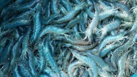 Giá tôm thương phẩm đầu năm tăng khá