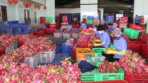 Lý do EU tăng tần suất kiểm tra với nông sản Việt Nam