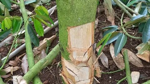 Xót xa vườn sầu riêng bị kẻ gian phá hoại