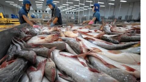 Cá tra và bài toán chinh phục thị trường nội địa