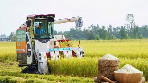 Giá lúa gạo hôm nay ngày 16/6: Lúa tươi xu hướng tăng