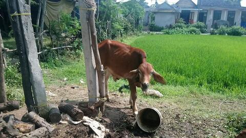 Vụ bò chính sách vào lò mổ: Ủy ban kiểm tra huyện đang làm rõ