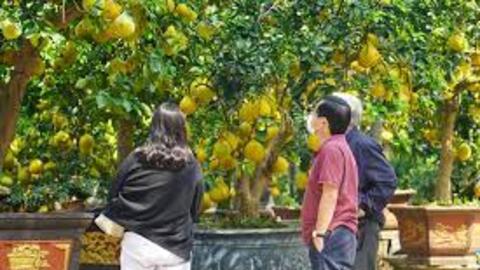 Bưởi Diễn giá hàng chục triệu đồng vẫn hút khách, có nơi chỉ còn 10 cây