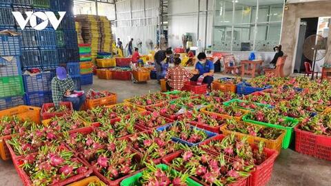 Trái thanh long Tiền Giang rớt giá, nhà vườn, doanh nghiệp âu sầu