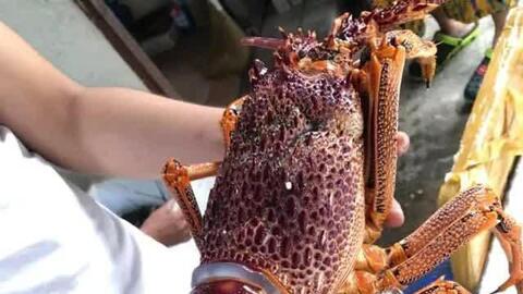 "Tôm hùm ngon nhất thế giới" đổ bộ về chợ Việt, đua nhau mua vì giá rẻ chưa từng có