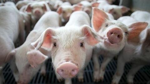 Lĩnh vực nông nghiệp gặp khó, Mitraco (MTA) báo lỗ 42 tỷ đồng trong quý 4