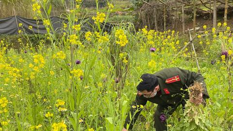 Hà Giang: Phát hiện số lượng lớn cây thuốc phiện "xen canh" trong vườn rau