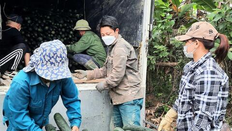 Nông dân ở Nghệ An phấn khởi vì quả bí xanh được mùa, được giá