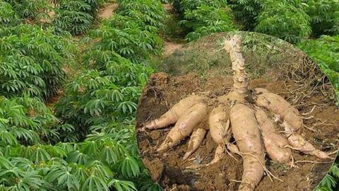 Dự báo xuất khẩu sắn sẽ tốt lên, nhiều doanh nghiệp giữ hàng không bán vội