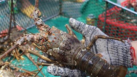 Không có chuyện tôm hùm giá 199.000 đồng/kg