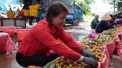 Hải Dương vào vụ vải sớm, giá từ 50.000