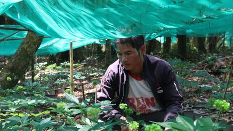 Hơn 29.000 cây sâm Ngọc Linh bị chết hàng loạt