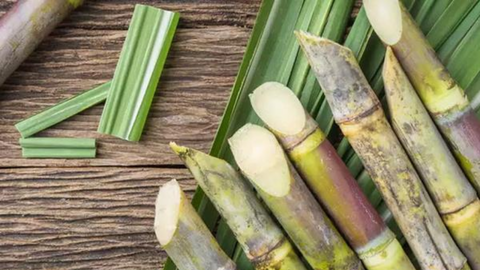 Mía đường Sơn La (SLS) chốt ngày trả cổ tức bằng tiền tỷ lệ 150%