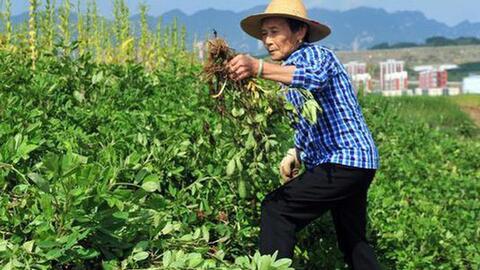 Kỳ lạ nông dân Trung Quốc cứ trồng lạc là giẫm chân lên cây, chuyên gia: Mẹo hay nên làm!