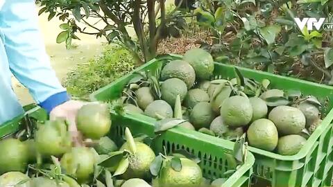 Cam sành đạt chuẩn nhưng giá chỉ… 2.000 đồng/kg