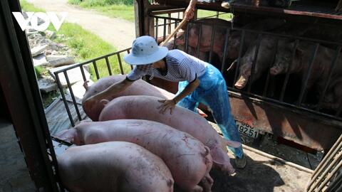 Giá lợn hơi chạm đáy, người nuôi lỗ nặng, lo mất Tết