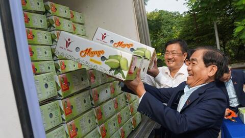 Lô xoài tượng da xanh An Giang đầu tiên xuất Úc, Mỹ
