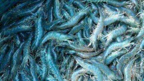 Giá tôm thương phẩm đầu năm tăng khá