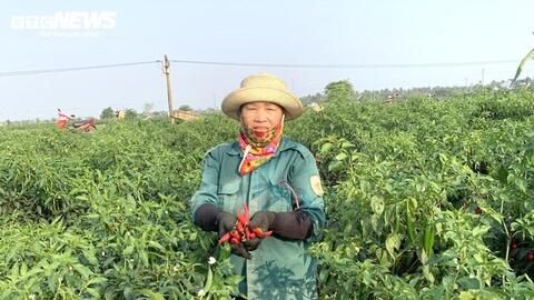 Giá rớt thảm, dân trồng ớt ở Nghệ An khóc ròng