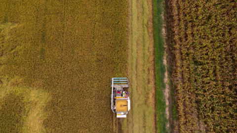 Nông dân Thái Lan đổ xô trồng lúa Việt Nam