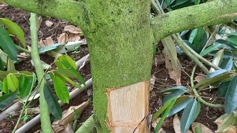 Xót xa vườn sầu riêng bị kẻ gian phá hoại