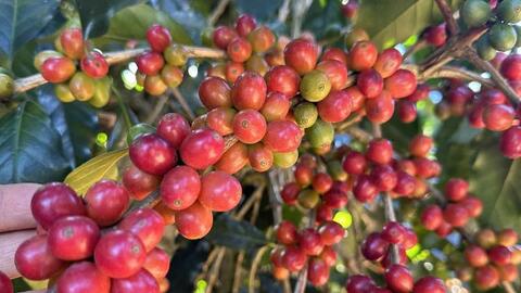 Giá cà phê hôm nay 27/8/2025: Cao nhất 122.000 đồng/kg