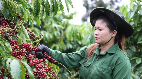 Giá cà phê Việt Nam và thế giới: Robusta – Arabica khác biệt ra sao?