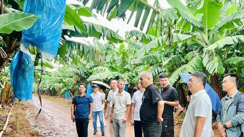 Đầu tư vùng nguyên liệu, Gia Lai đưa nông sản vươn xa