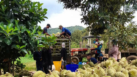 Sầu riêng Ea Knuêc: Xây dựng thương hiệu, vươn ra thị trường số