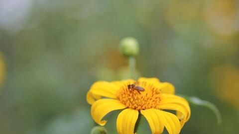 Tháng 11, hẹn nhau về Gia Lai ngắm dã quỳ nở rộ bên núi lửa triệu năm