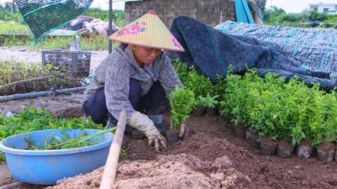 Người trồng hoa khắc phục hậu quả mưa lũ để kịp vụ Tết