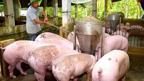 Giá heo hơi hôm nay 25/11/2025: Đồng loạt tăng