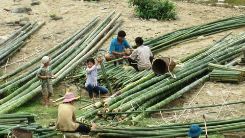 ‘Cây giảm nghèo' lên giá, rừng vùng biên Thanh Hóa phấn khởi vào vụ cuối năm