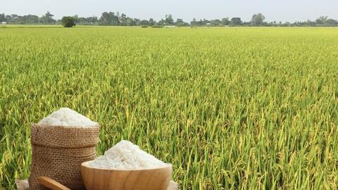 Giá lúa gạo hôm nay ngày 15/12: Nguồn cung ít, giá bình ổn