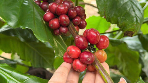 Giá cà phê hôm nay 17/12/2025: Tiếp tục giảm sâu