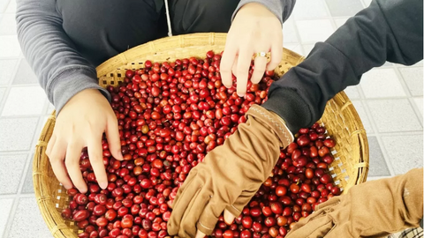 Giá cà phê thế giới trái chiều, Robusta vượt mốc 4.000 USD/tấn