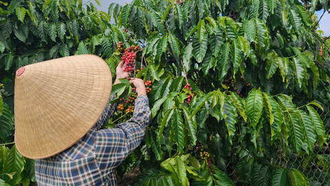 Giá cà phê hôm nay 26/12/2025: Đồng loạt tăng