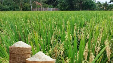 Giá lúa gạo hôm nay ngày 5/1/2026: Gạo xuất khẩu đảo chiều tăng