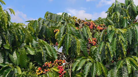 Giá cà phê hôm nay 8/1/2026: Tăng thêm 1.000 đồng/kg