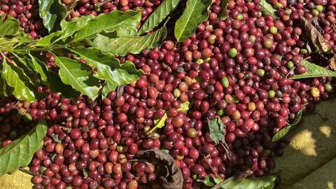 Nguồn cung thắt chặt, giá cà phê thế giới đồng loạt tăng