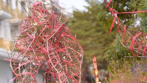 Hoa, cây cảnh bán dạo hút khách dịp cận Tết