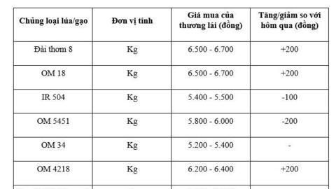 Giá lúa gạo hôm nay ngày 4/2/2026: Gạo xuất khẩu tăng, lúa biến động