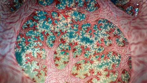 Công bố tác phẩm đoạt giải nhiếp ảnh gia chụp cận cảnh xuất sắc nhất năm