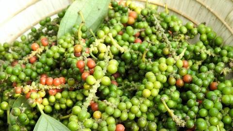 Giá tiêu hôm nay 25/3/2026: Bật tăng mạnh